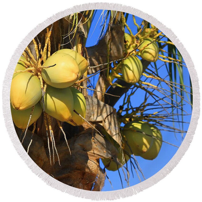 Coconut Palm Round Beach Towel featuring the photograph Coconut 2 by Teresa Zieba