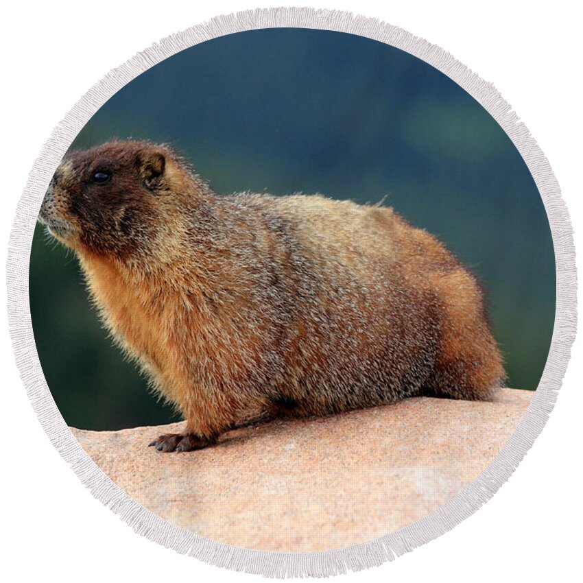 Marmot Round Beach Towel featuring the photograph Colorado Marmot by Shane Bechler