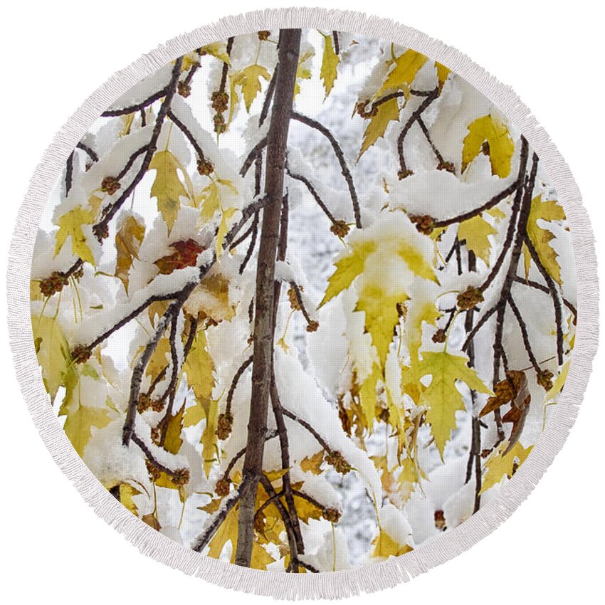 Tree Round Beach Towel featuring the photograph Colorful Maple Tree Branches In The Snow 2 by James BO Insogna