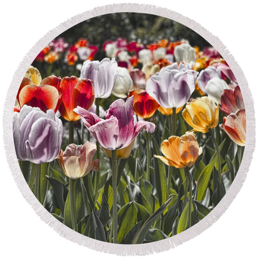 Tulip Round Beach Towel featuring the photograph Colorful Tulips in the Sun by Sharon Popek