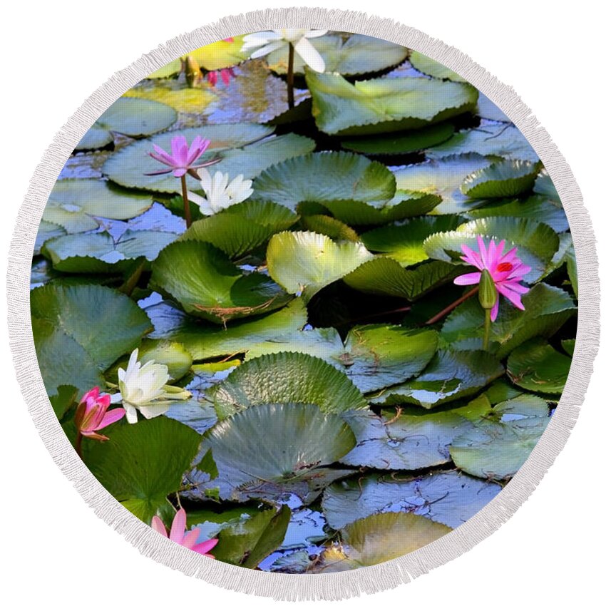 Water Lilies Round Beach Towel featuring the photograph Colorful Water Lily Pond by Carol Groenen