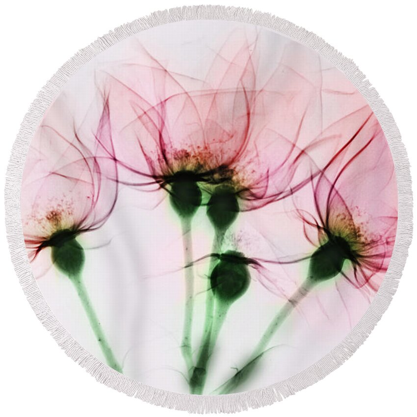 Rose Round Beach Towel featuring the photograph Colorized X-ray Of Roses by Scott Camazine