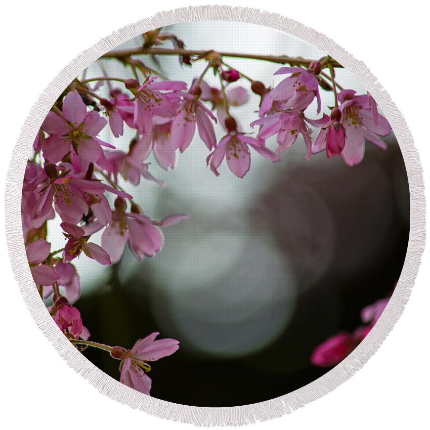 Color Of Spring Round Beach Towel featuring the photograph Colors of Spring - Cherry Blossoms by Jordan Blackstone