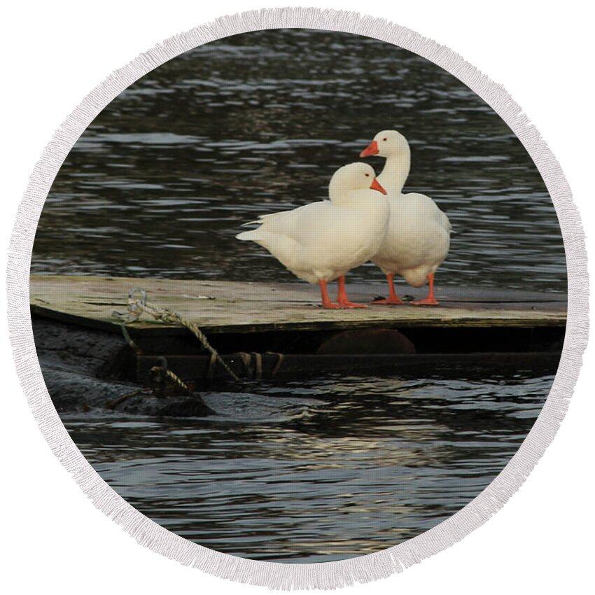 Rainbow White Geese Round Beach Towel featuring the photograph Come Closer My Love by E Faithe Lester