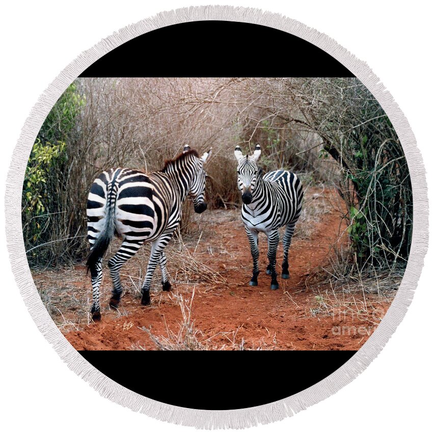 2 Zebras Round Beach Towel featuring the pyrography Coming And Going by Phyllis Kaltenbach