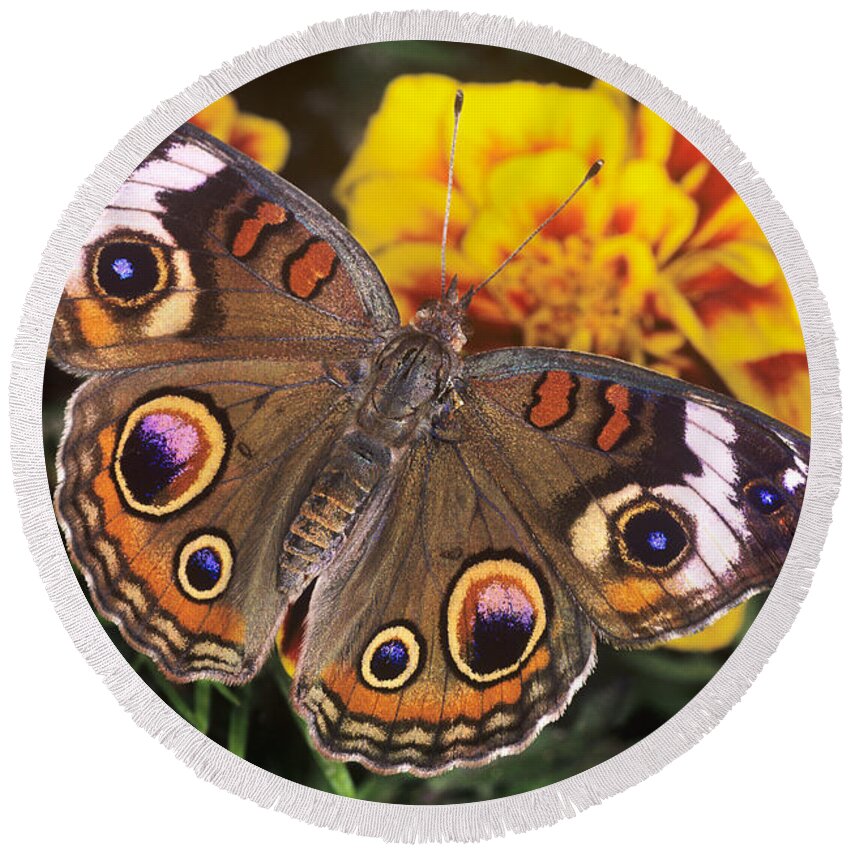 Dave Welling Round Beach Towel featuring the photograph Common Buckeye Junonia Coenia Captive by Dave Welling