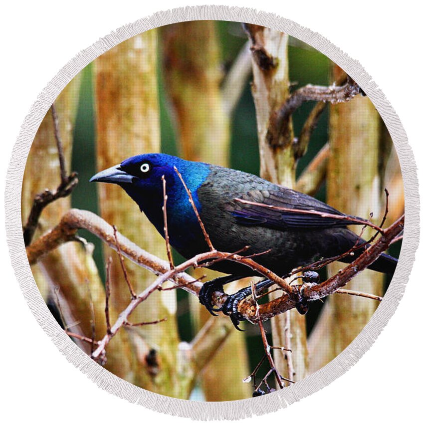 Birds Round Beach Towel featuring the photograph Common Grackle by Trina Ansel