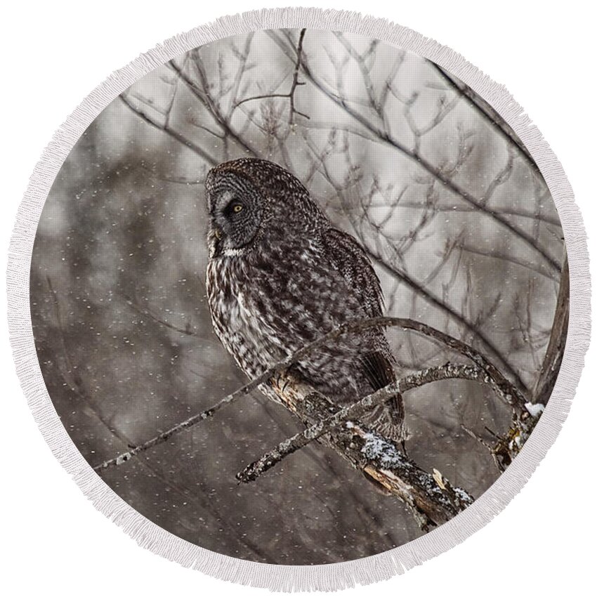 Great Grey Owl Round Beach Towel featuring the photograph Contemplating Winter by Eunice Gibb
