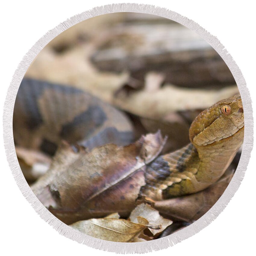 Copperhead Round Beach Towel featuring the photograph Copperhead in the Wild by Betsy Knapp