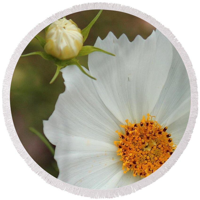 Cosmos Round Beach Towel featuring the photograph Cosmos Bud by Karen Beasley