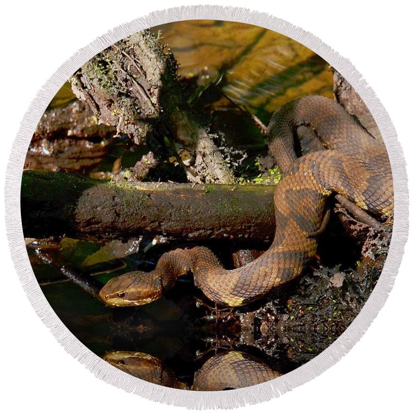 Cottonmouth Snake Round Beach Towel featuring the photograph Cottonmouth In The Cypress Swamps by Kathy Baccari