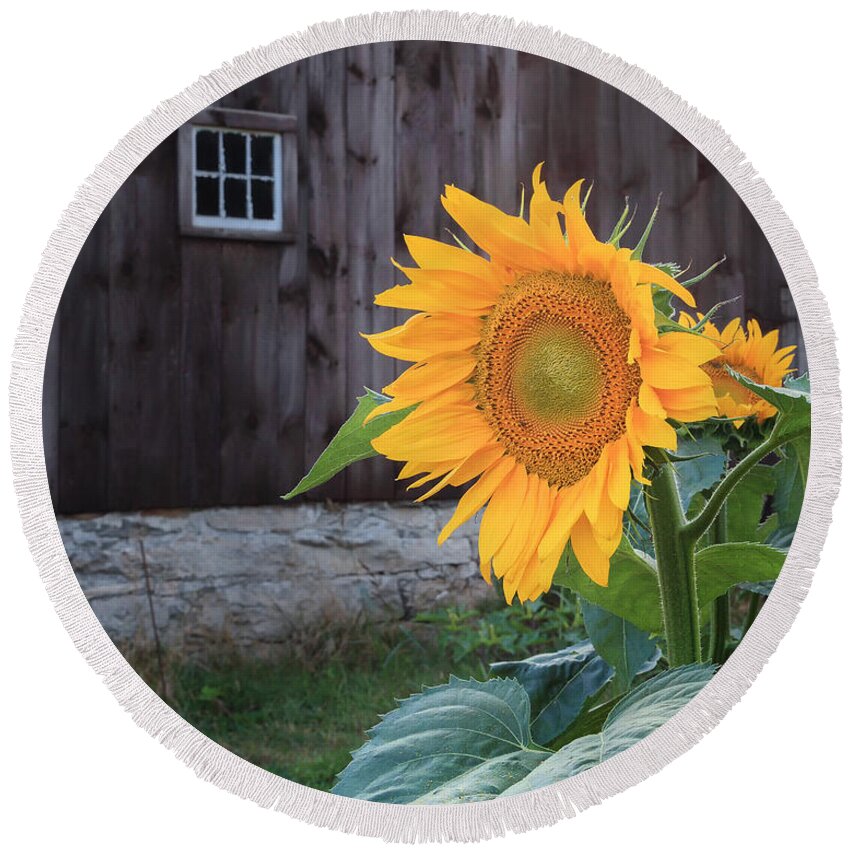 Sunflower Round Beach Towel featuring the photograph Country Flower by Bill Wakeley