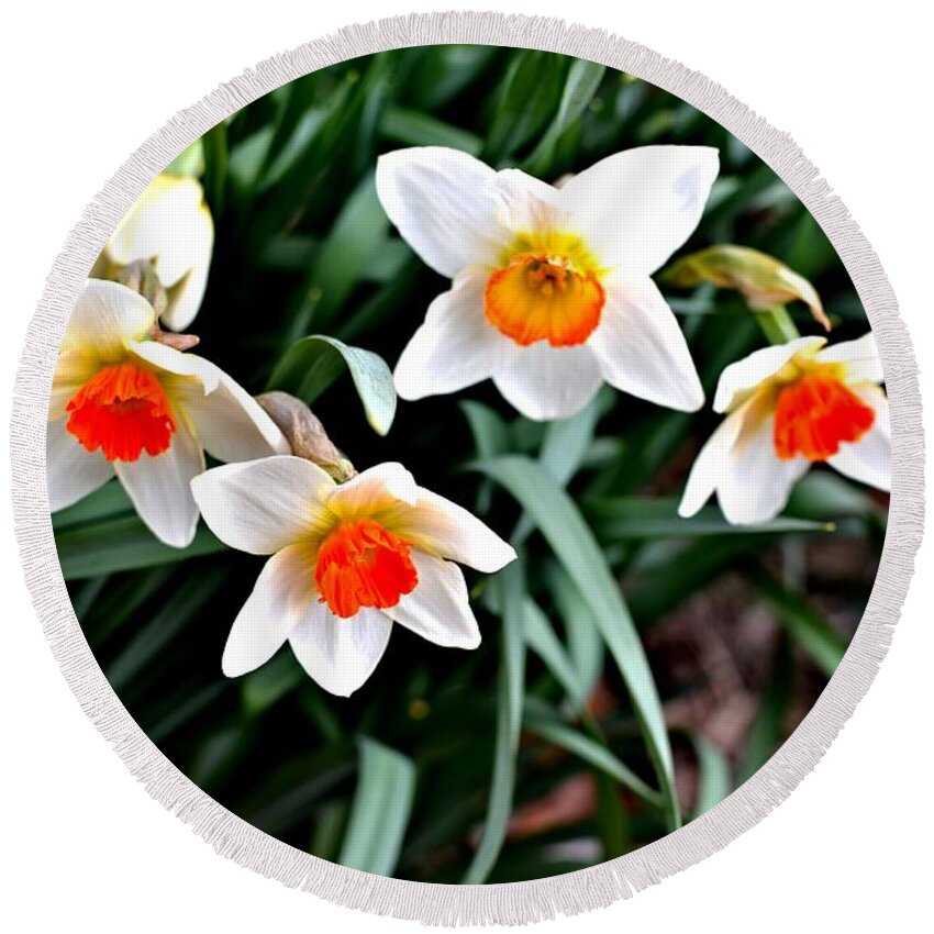 Daffodils Round Beach Towel featuring the photograph Covenant Daffodils by Tara Potts
