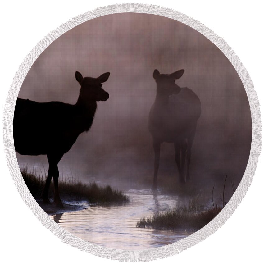 Cow Round Beach Towel featuring the photograph Cow elk in the Morning Mist by Gary Langley