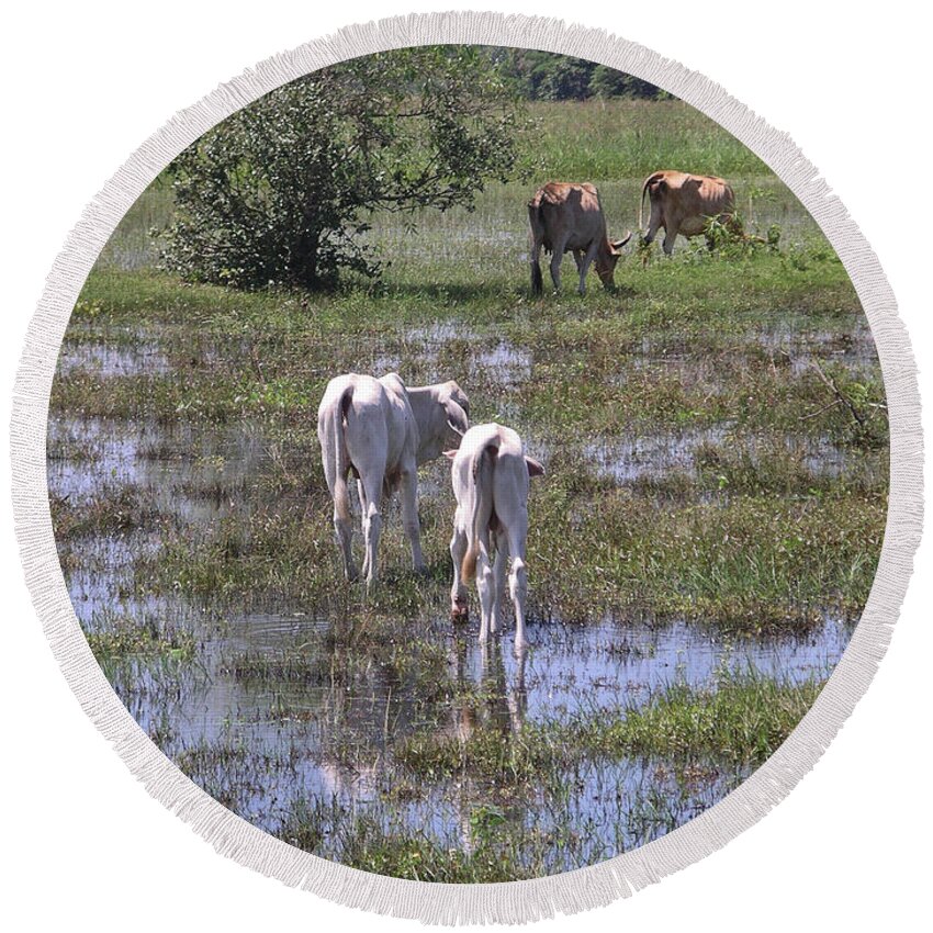 Animals Round Beach Towel featuring the digital art Cows in the Pantanal by Carol Ailles
