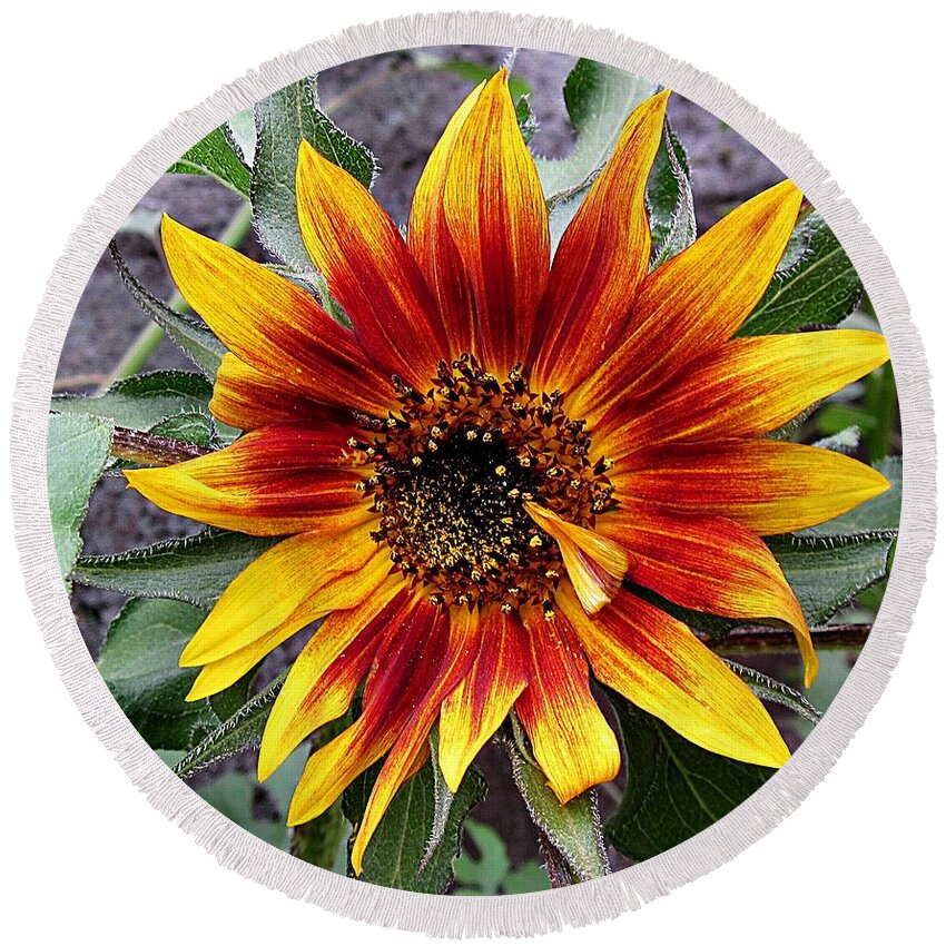 Sunflower Round Beach Towel featuring the photograph Crying Sunflower by MTBobbins Photography