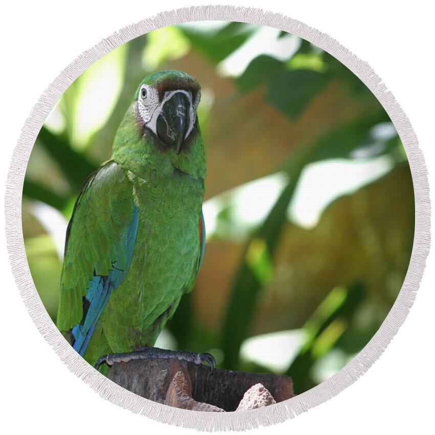 Curacao Round Beach Towel featuring the photograph Curacao Parrot by Living Color Photography Lorraine Lynch