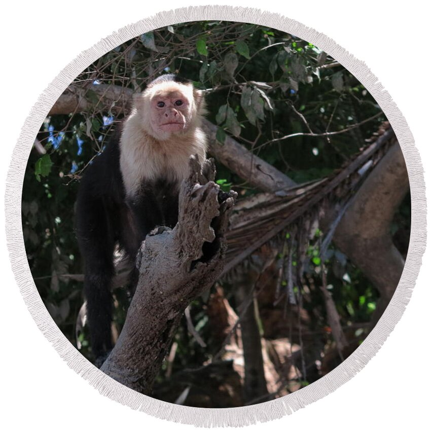 Capuchin Round Beach Towel featuring the photograph Curious by Jessica Myscofski