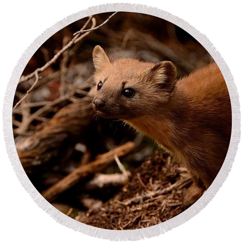 American Round Beach Towel featuring the photograph Curious Pine Marten by Tranquil Light Photography