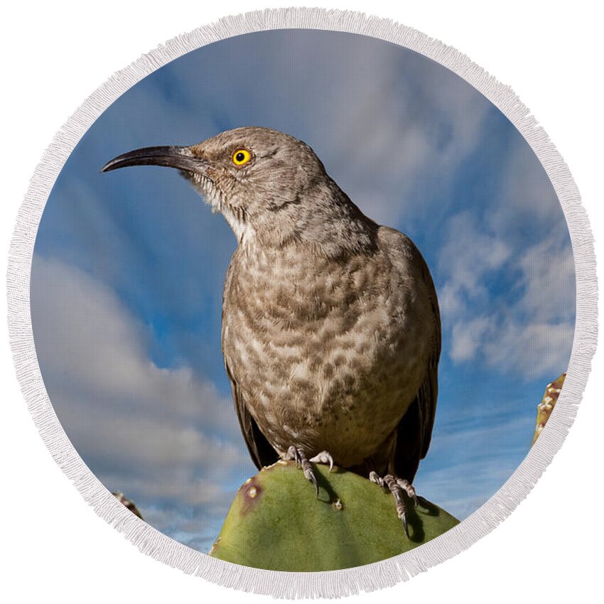 Animal Round Beach Towel featuring the photograph Curve-Billed Thrasher on a Prickly Pear Cactus by Jeff Goulden