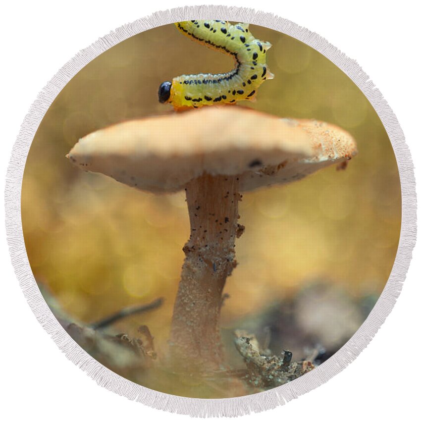 Caterpillar Round Beach Towel featuring the photograph Daily excercice by Jaroslaw Blaminsky