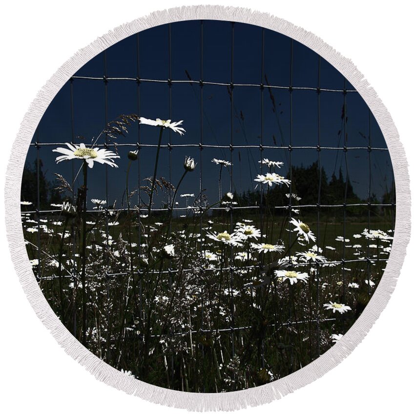 Daisies Round Beach Towel featuring the photograph Daisies At The Fence by Marie Jamieson