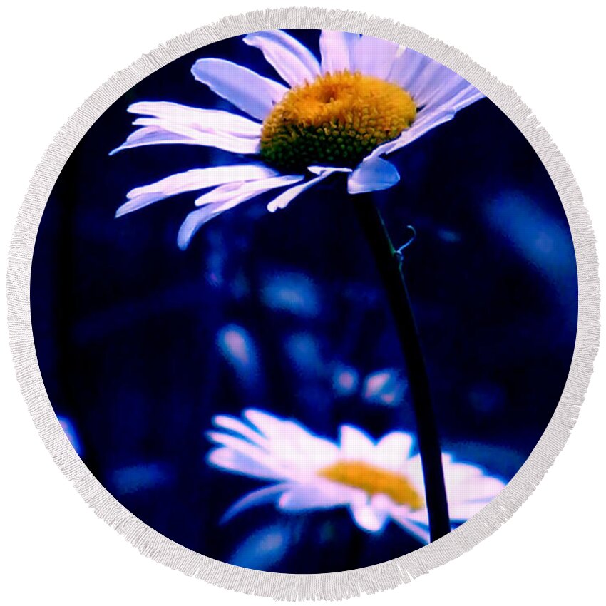 Nature Round Beach Towel featuring the photograph Daisies In The Blue Realm by Rory Siegel