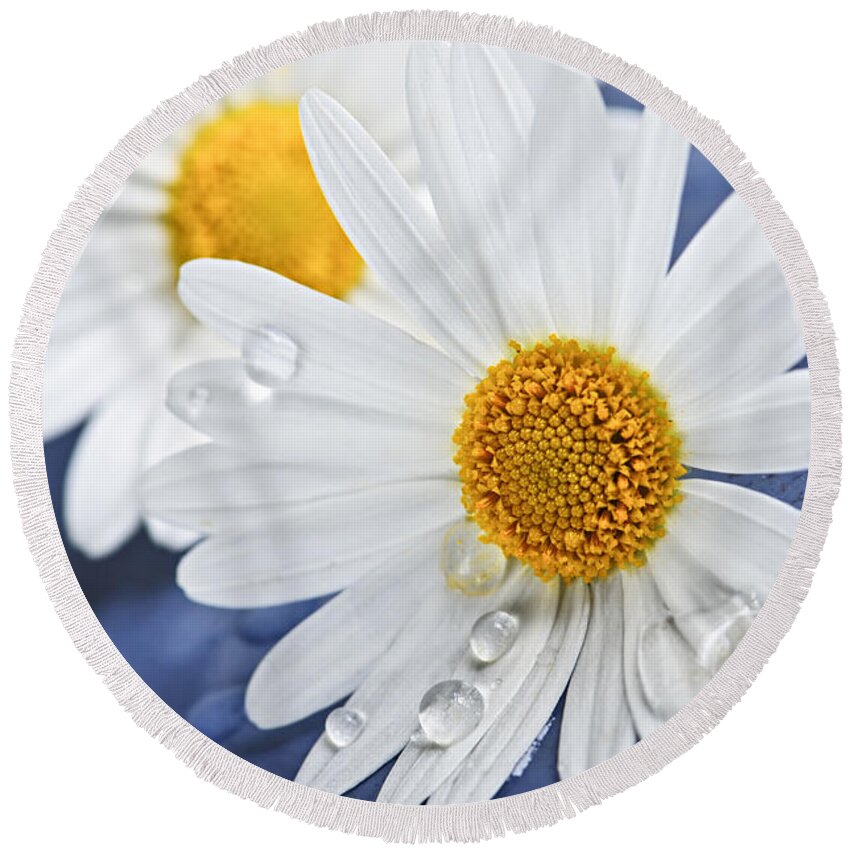 Flower Round Beach Towel featuring the photograph Daisy flowers with water drops by Elena Elisseeva