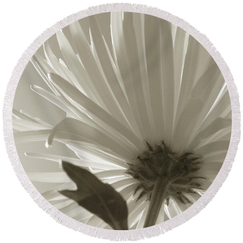 Flowers Round Beach Towel featuring the photograph Daisy Sepia Abstract by Joseph Hedaya