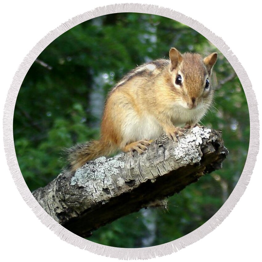 Chipmunk Round Beach Towel featuring the photograph Dale by Kerri Mortenson