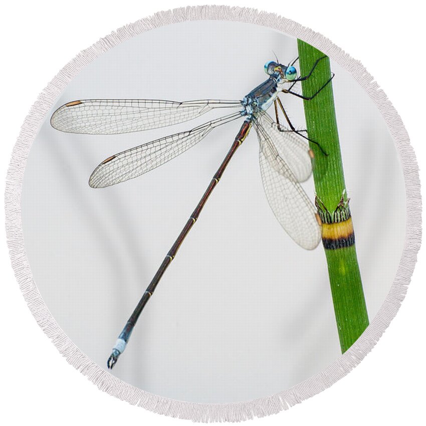 Equisetum Round Beach Towel featuring the photograph Damselfly on Horsetail by Jim Zablotny