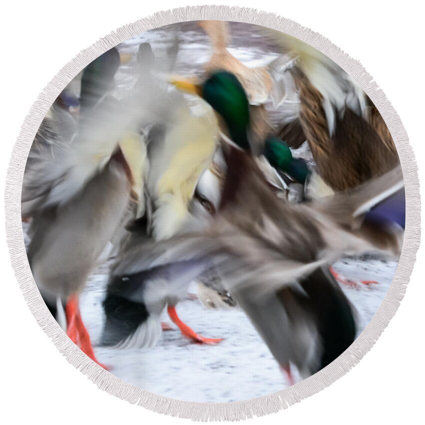 Mallards Round Beach Towel featuring the photograph Dancing Ducks by Holden The Moment