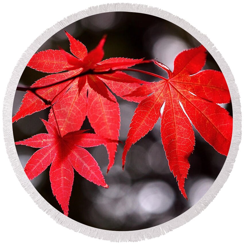 Maple Leaves Round Beach Towel featuring the photograph Dancing Japanese Maple by Rona Black