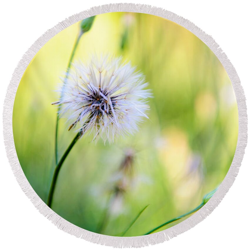 Rt Round Beach Towel featuring the photograph Dandelion Wishes by Charles Dobbs