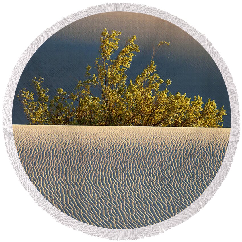 Mesquite Round Beach Towel featuring the photograph Dawn Mesquite by Joe Schofield