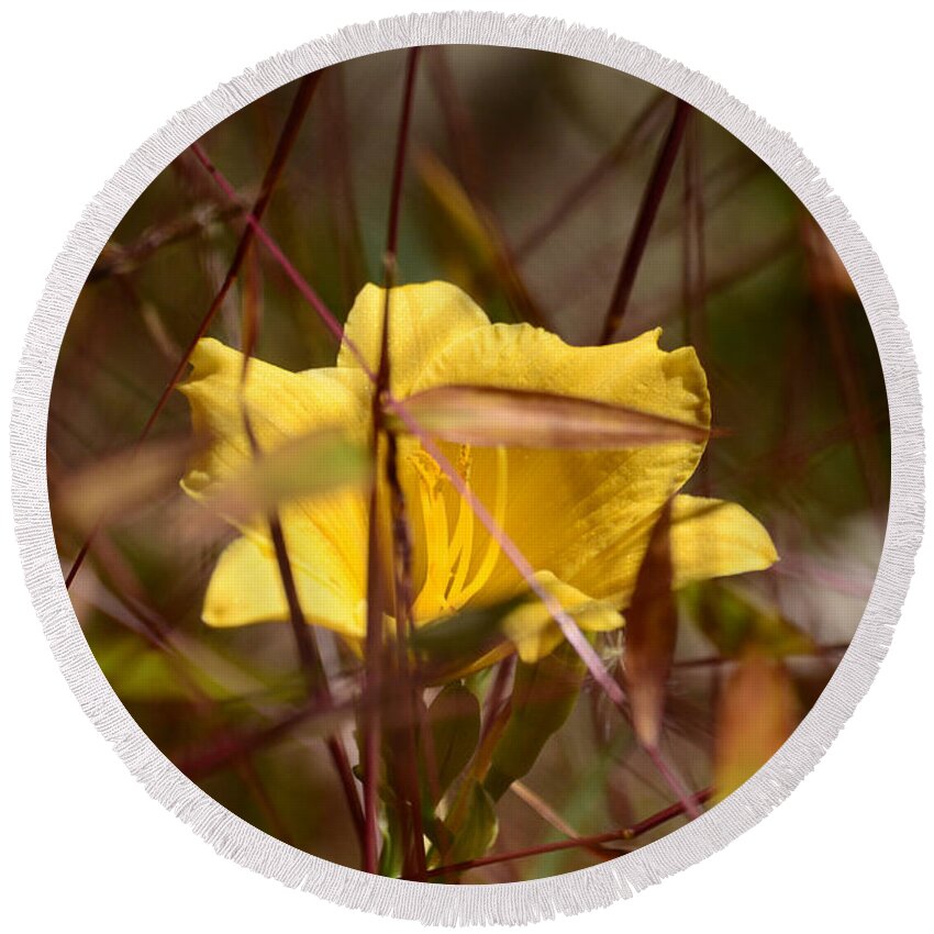 Daylily Round Beach Towel featuring the photograph Daylily in Autumn by Lori Tambakis