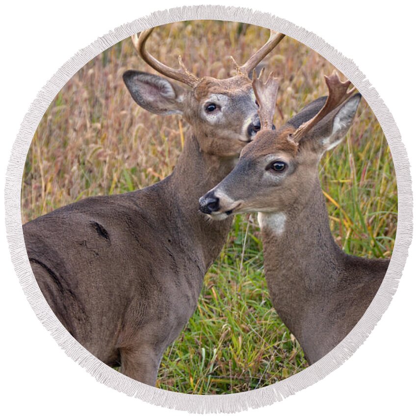 Deer Round Beach Towel featuring the photograph Deer 48 by Cassie Marie Photography