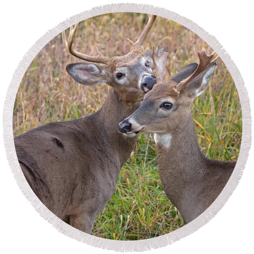 Deer Round Beach Towel featuring the photograph Deer 49 by Cassie Marie Photography