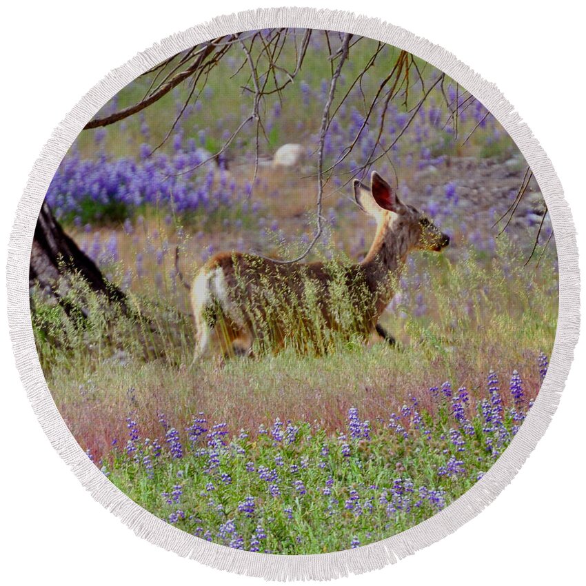 Sequoia National Park; Sequoia; Deer Round Beach Towel featuring the photograph Deer in the Meadow by Debby Pueschel