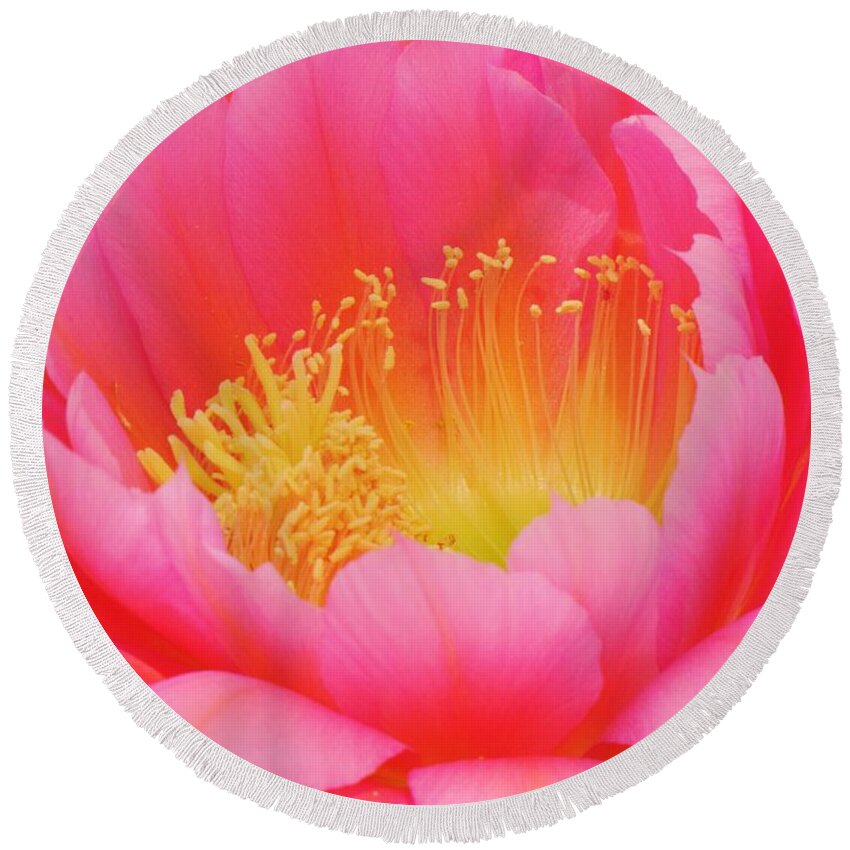 Cactus Flower Round Beach Towel featuring the photograph Delicate Pink Cactus Flower by Life Inspired Art and Decor