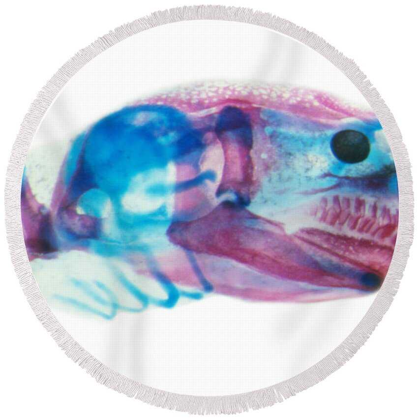 Caecilian Round Beach Towel featuring the photograph Dermophis Mexicanus Embryo by James Hanken