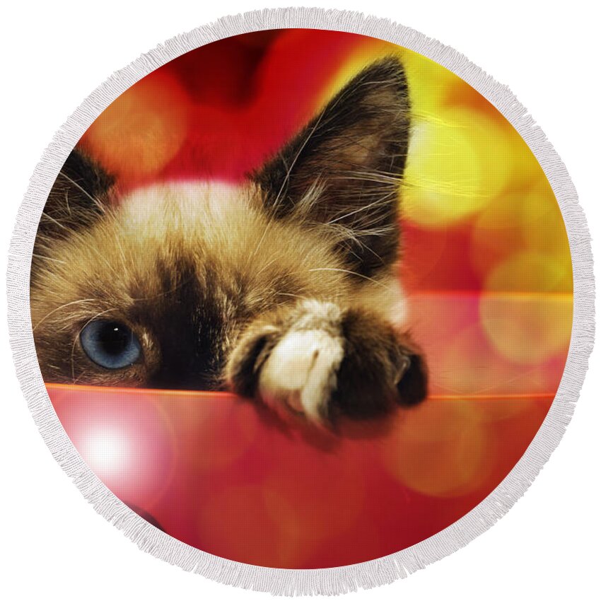 Andee Design Cats Round Beach Towel featuring the photograph Disco Kitty 1 by Andee Design