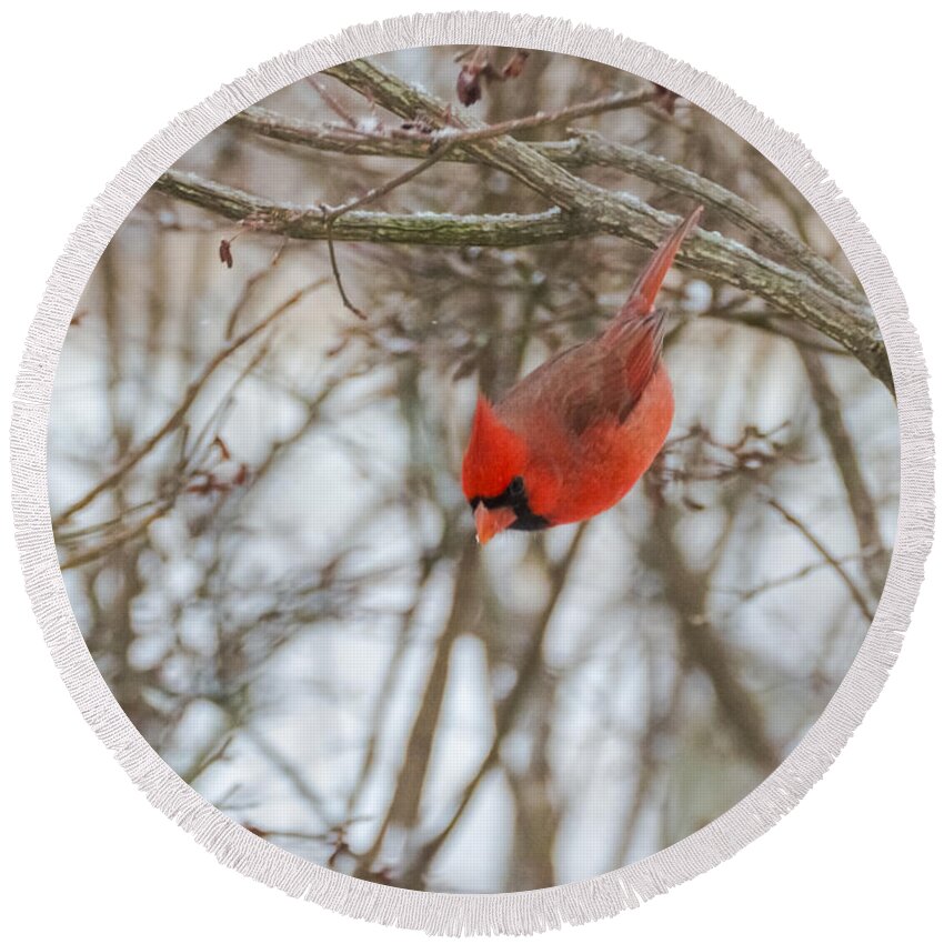 Jan Holden Round Beach Towel featuring the photograph Diving Cardinal by Holden The Moment