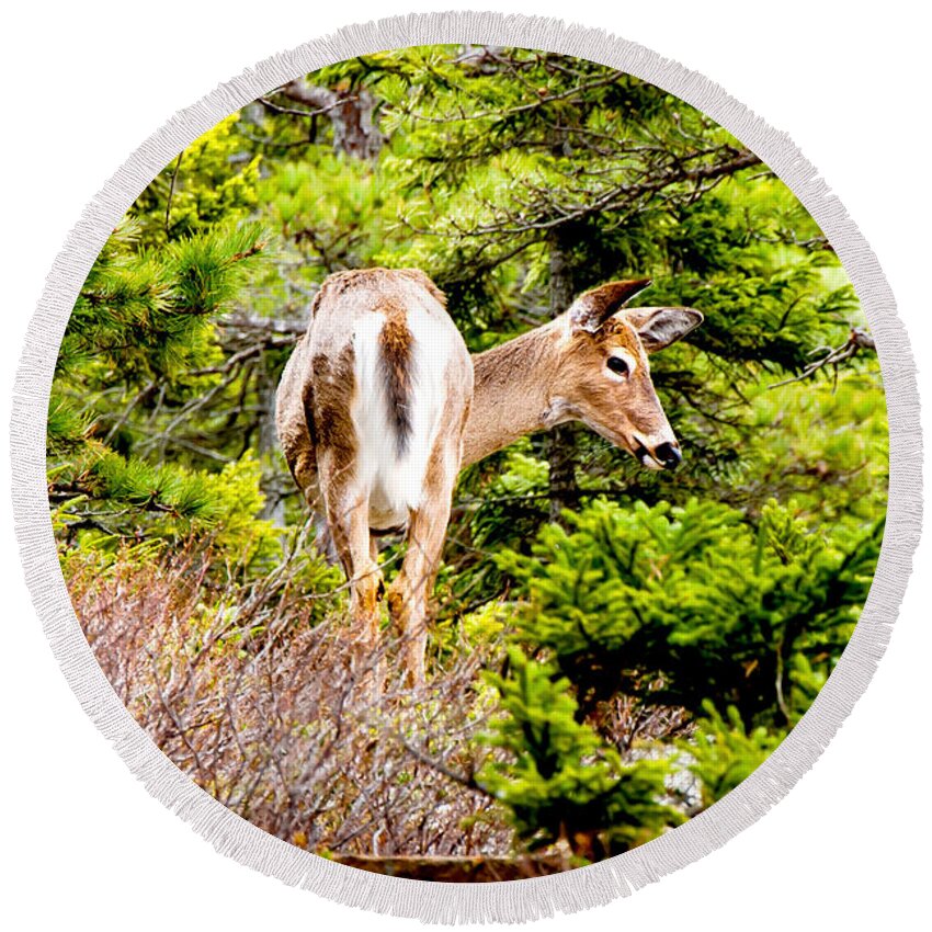 Mountains Round Beach Towel featuring the photograph Doe a Deer by Greg Fortier