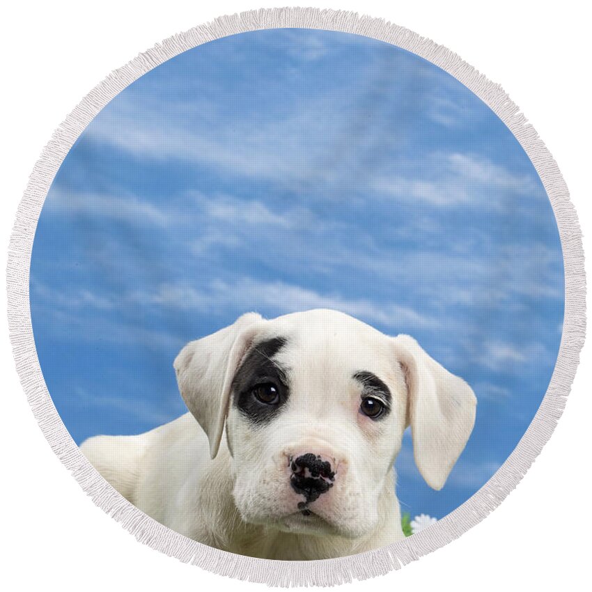 Dog Round Beach Towel featuring the photograph Dogo Argentino Puppy by Jean-Michel Labat