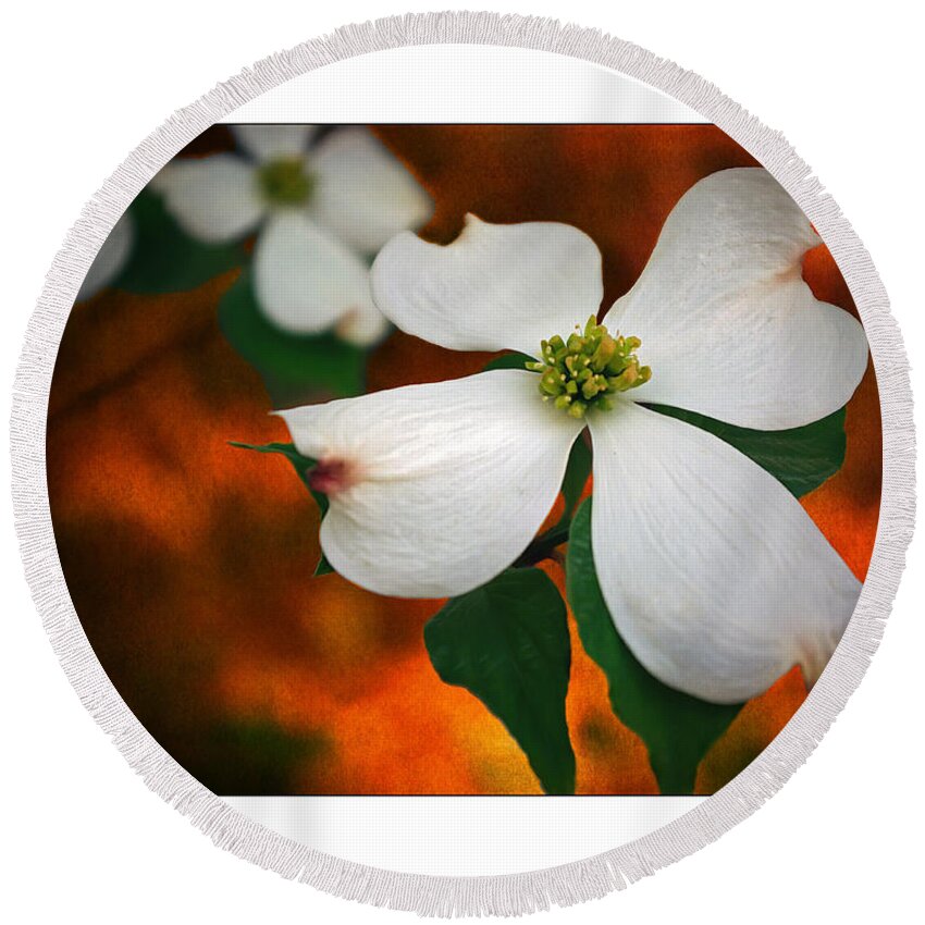 2d Round Beach Towel featuring the photograph Dogwood Blossom by Brian Wallace