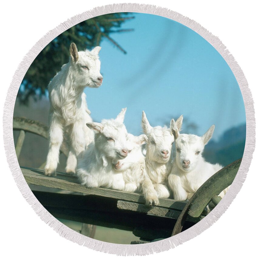 Mammal Round Beach Towel featuring the photograph Domestic Goats by Hans Reinhard