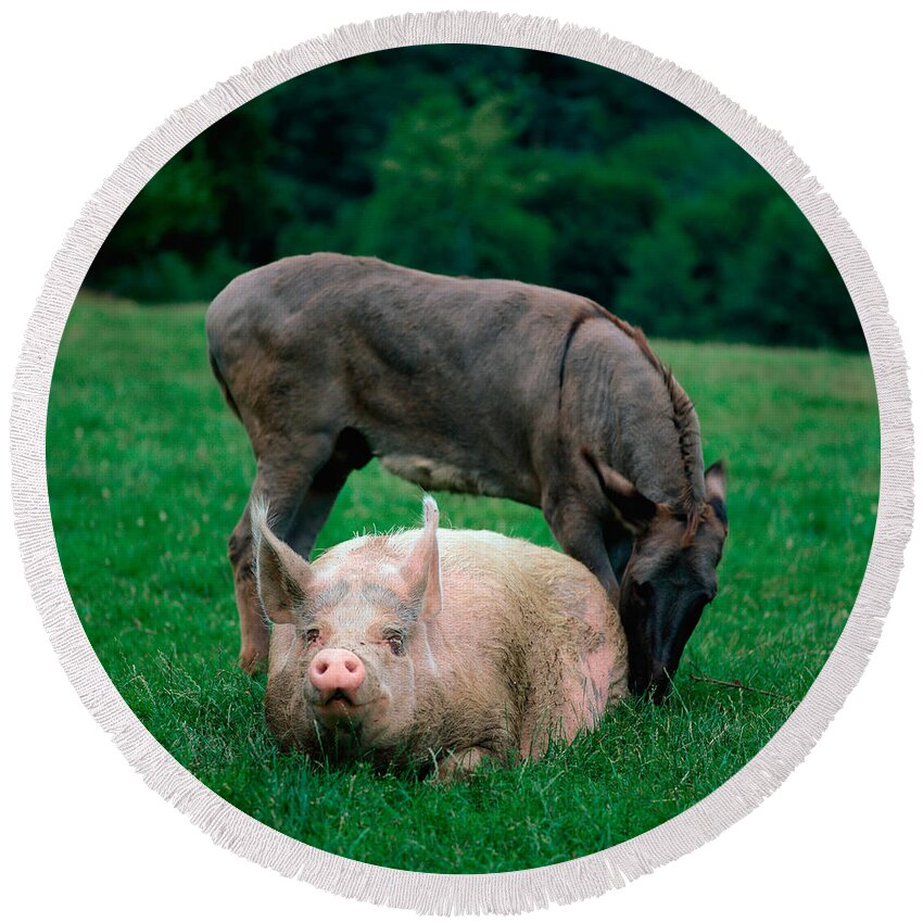 Animal Round Beach Towel featuring the photograph Domestic Pig And Donkey by Tierbild Okapia