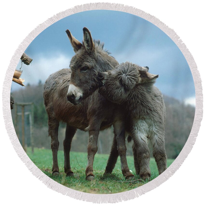 Animal Round Beach Towel featuring the photograph Donkeys by Hans Reinhard