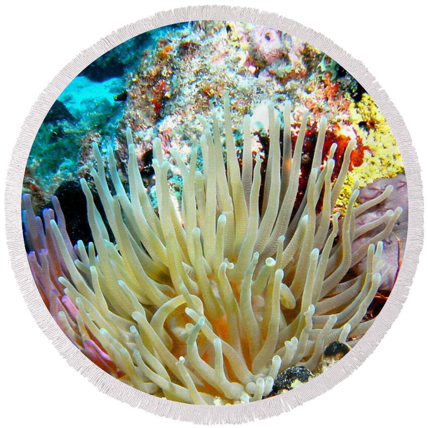 Nature Round Beach Towel featuring the photograph Double Giant Anemone and Arrow Crab by Amy McDaniel